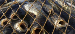 Рибоохоронці врятували найціннішу рибу Дунаю