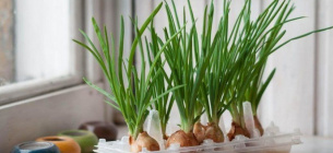 Советы чтобы вырастить свежий зеленый лук