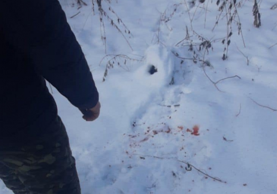 Безліч плям крові: ДЕІ виявила факт незаконного полювання на косулю та лося (ФОТО) Екоінспекція виявила факт незаконного полювання