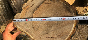Незаконна порубка дерев на Одещині - повідомлення про підозру