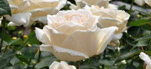 Роза чайно-гибридная Боинг
Фото: Телеграм-канал "Садовник"
