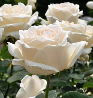 Советы от Дачников Розы Размножение цветов