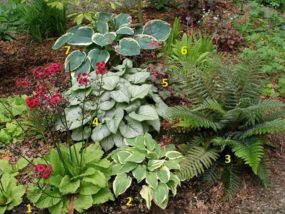 Прекрасний зелений острівець на садовій ділянці: ідея для натхнення Фото: Телеграм-канал «Дача. Сад та город»