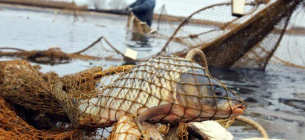 На Полтавщині браконьєри завдали збитків державі на понад 5 млн грн
Фото ілюстративне