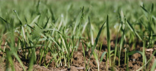 Затяжные дожди сорвали посевы озимой пшеницы и ячменя во Франции