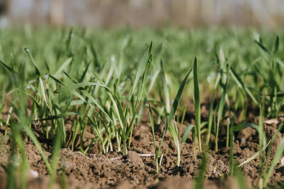 Затяжные дожди сорвали посевы озимой пшеницы и ячменя во Франции