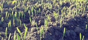 Проливні дощі зірвали посіви озимої пшениці та ячменю у Франції