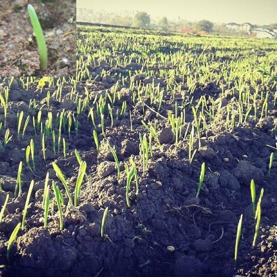 Проливні дощі зірвали посіви озимої пшениці та ячменю у Франції