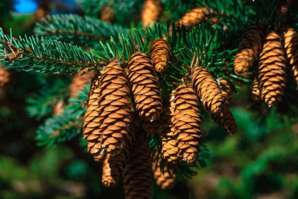 19 грудня Свято День вічнозелених рослин Новорічні дерева