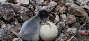 Появились первые в этом году птенцы субантарктических пингвинов