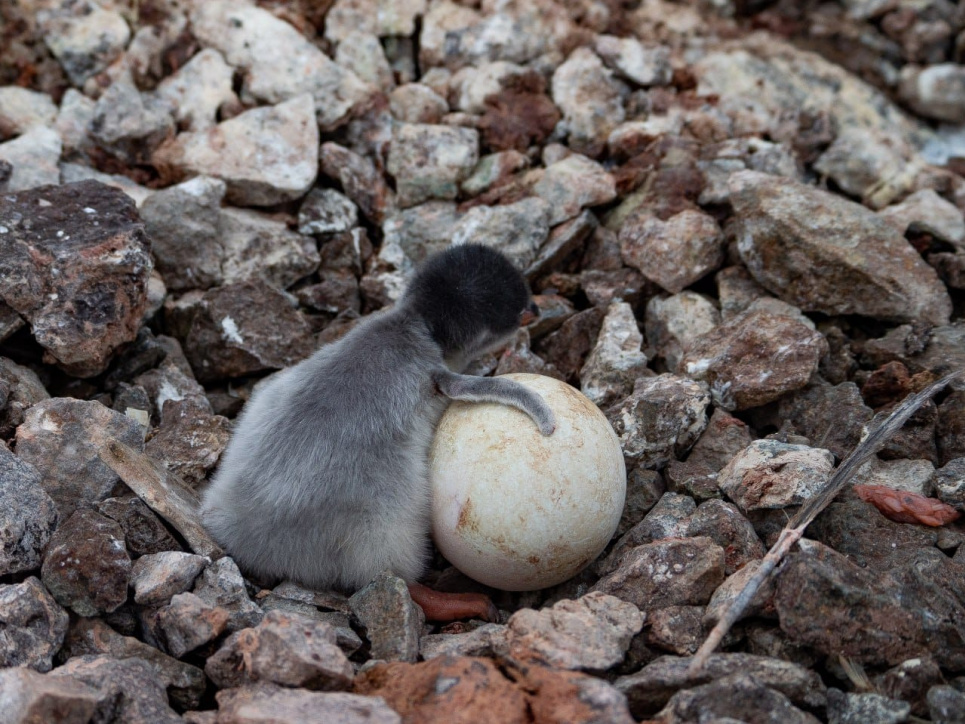 Появились первые в этом году птенцы субантарктических пингвинов