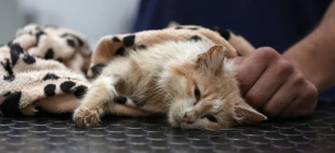 Ветеринар на Кипре ухаживает за котом, больным кошачьим инфекционным перитонитом (FIP). Фото: Кристина Асси/AFP/Getty Images