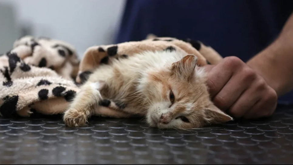 Ветеринар на Кипре ухаживает за котом, больным кошачьим инфекционным перитонитом (FIP). Фото: Кристина Асси/AFP/Getty Images