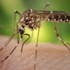 Комар Aedes aegypti. Фото: Flickr