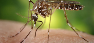 Комар Aedes aegypti. Фото: Flickr
