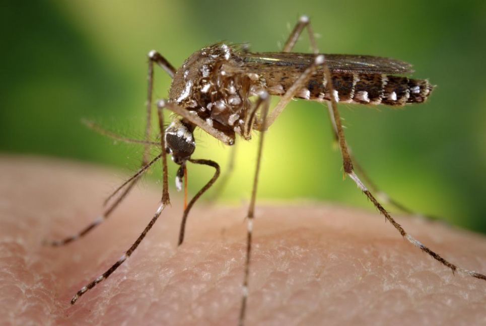 Комар Aedes aegypti. Фото: Flickr