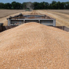 Украинские аграрии собрали более 31,5 млн тонн зерна