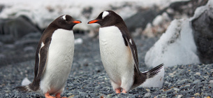В Антарктике от птичьего гриппа начали гибнуть пингвины