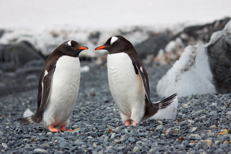В Антарктике от птичьего гриппа начали гибнуть пингвины