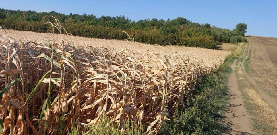 Фермерське господарство на Одещині вирішило самовільно "покористуватися" лісовим фондом Самовільне зайняття земельної ділянки