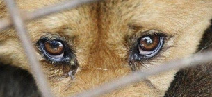 На одеському пляжі чоловік топив собаку Фото ілюстративне