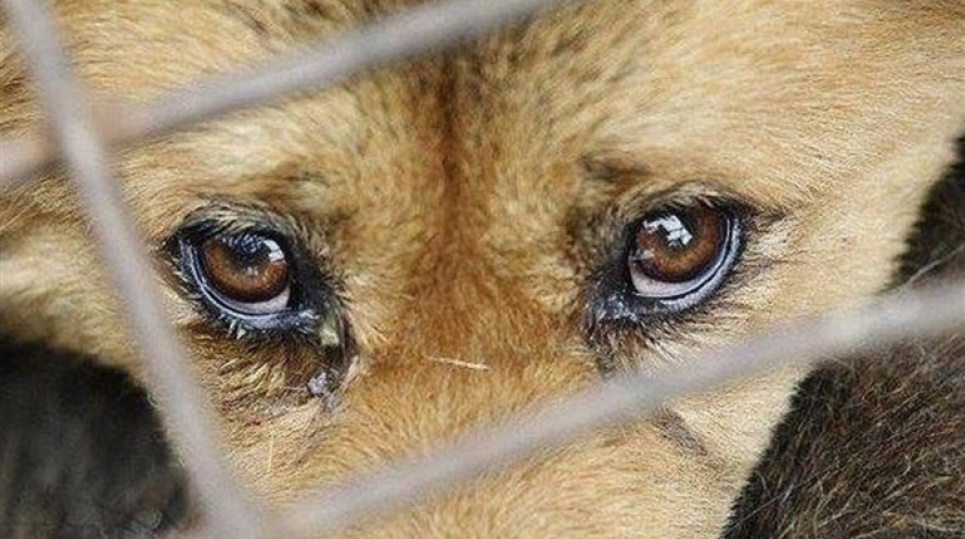 Поліція перевіряє факт жорстокого поводження з твариною на Чернігівщині