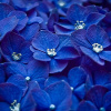 Гортензія великолиста Blaumeise. Фото: Wallpaperflare