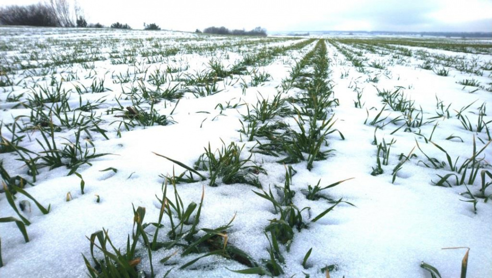 Потепління у середині грудня призвело сходи озимини до стресу Потепління у середині грудня призвело сходи озимини до стресу