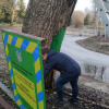 У Києві полікували сторічні заповідні дерева