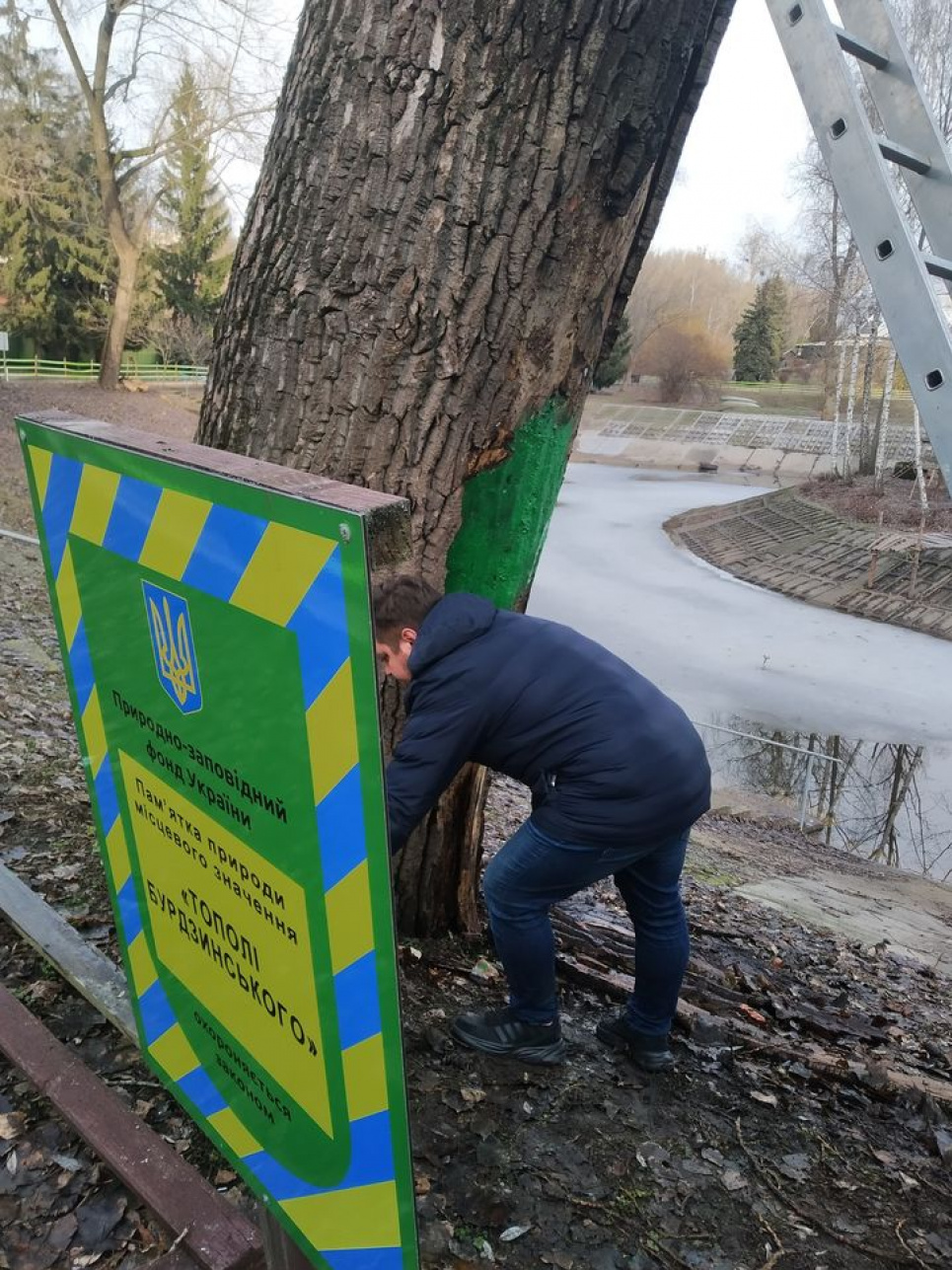 В Киеве полечили старые заповедные деревья В Киеве полечили старые заповедные деревья