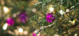 Новогодние елки 2024: где и как приобрести легально Легальные новогодние елки: путеводитель для сознательных покупателей