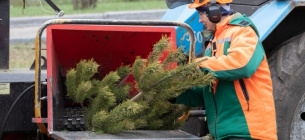 В Киеве с 4 января заработают 44 пункта приема новогодних елок для экологической утилизации