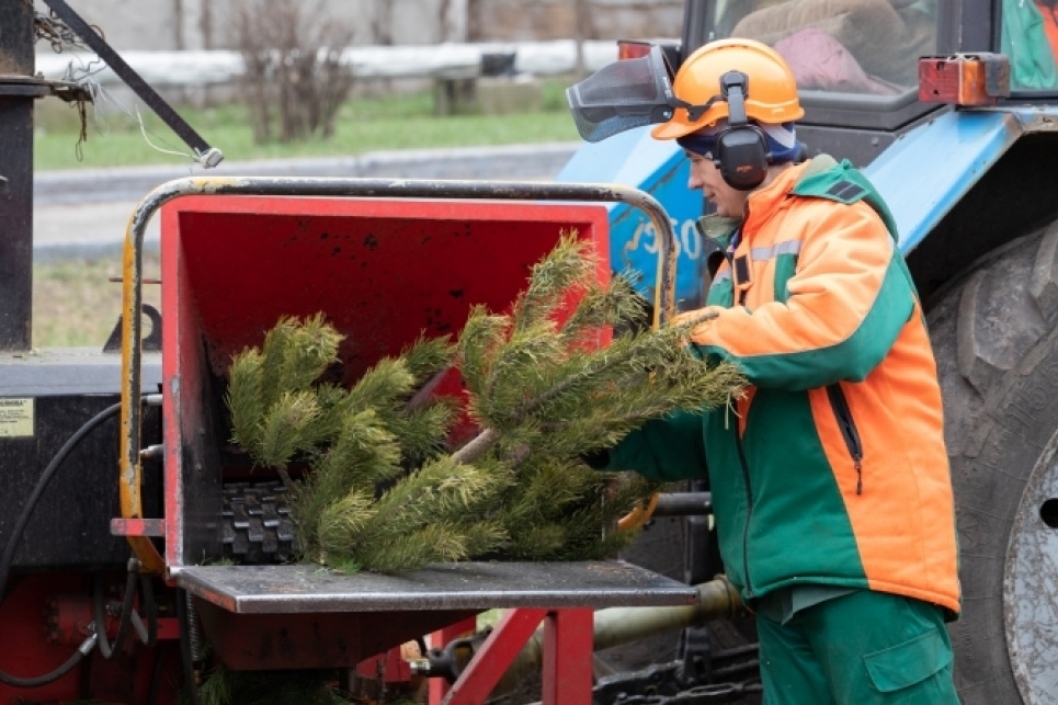 В Киеве с 4 января заработают 44 пункта приема новогодних елок для экологической утилизации