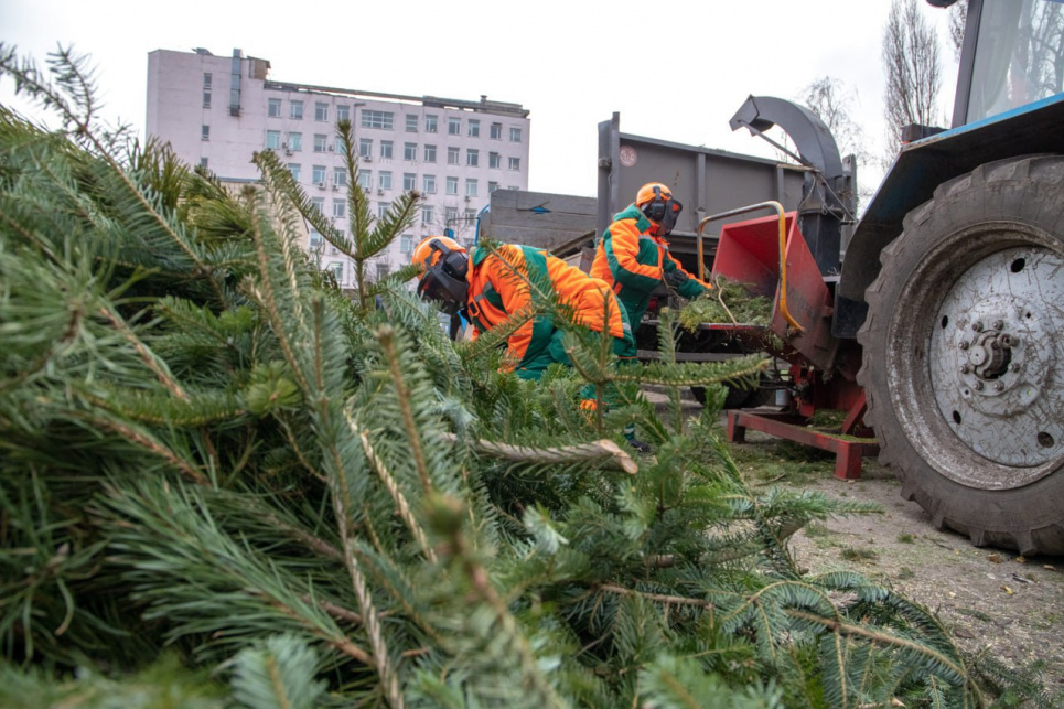 У Києві з 4 січня запрацюють пункти прийому новорічних ялинок для екологічної утилізації