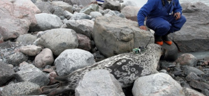 В Арктике обнаружили новый особый вид тюленей
