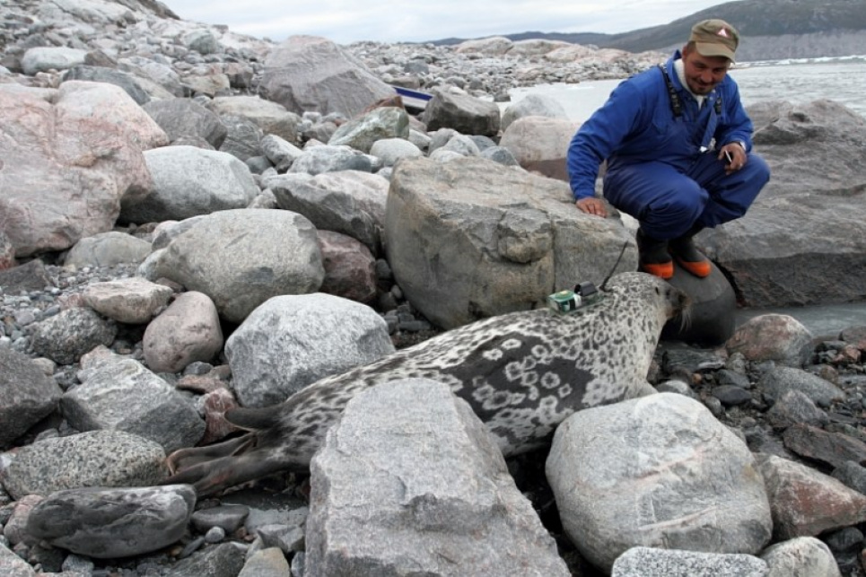  В Арктиці знайшли новий особливий вид тюленів
