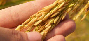 В Україні запускають систему визначення вкраденого українського зерна,