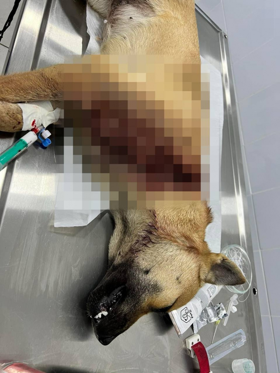В Николаевской области женщина пыталась отрезать голову собаке: теперь ей грозит 3 года тюрьмы