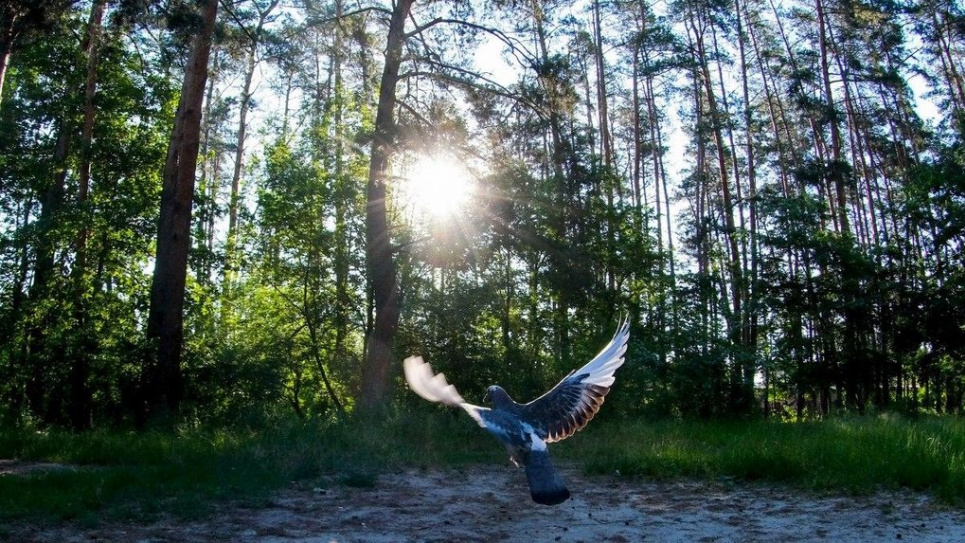 Полтавщина розширила свій природно-заповідний фонд на 1,2 тис. га Полтавщині розширила свій природно-заповідний фонд