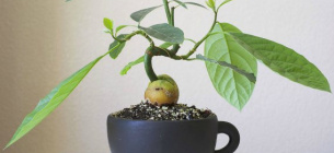 Як виростити авокадо з кісточки вдома