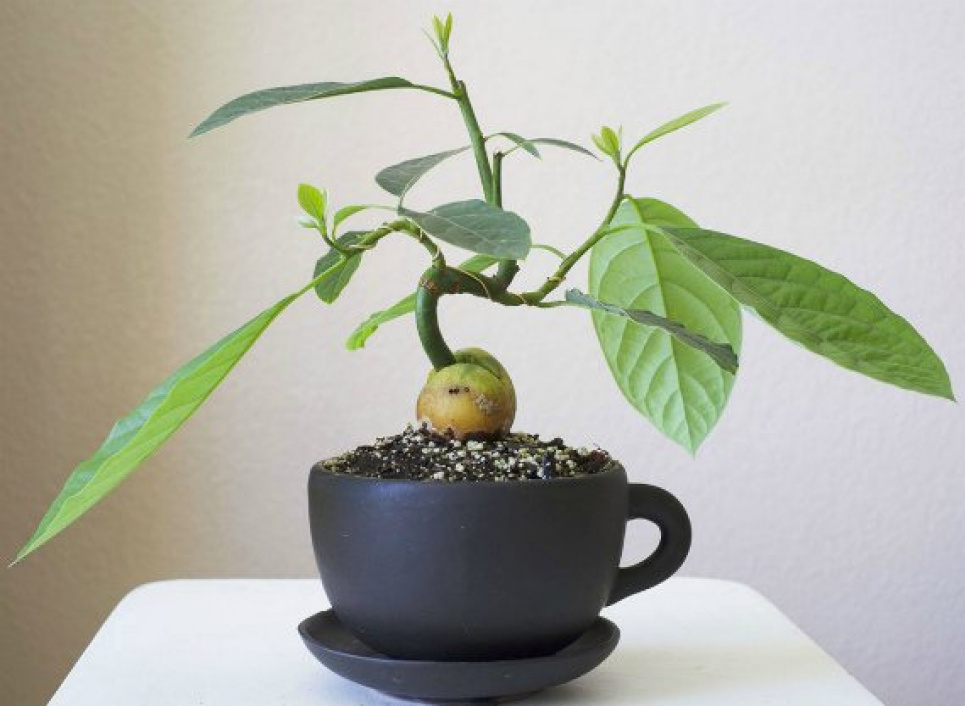 Як виростити авокадо з кісточки вдома