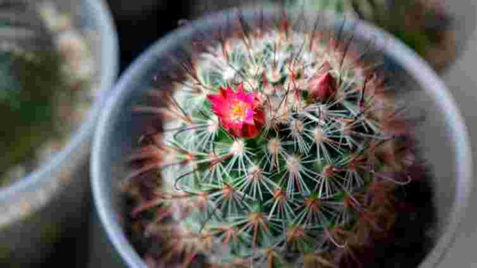 Как заставить кактус цвести за 2 недели – несколько простых шагов Как заставить кактус цвести за 2 недели