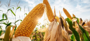 У 2023 році Україна в найбільших обсягах експортувала за кордон кукурудзу