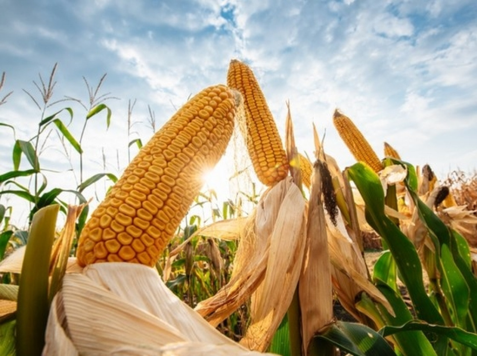 У 2023 році Україна в найбільших обсягах експортувала за кордон кукурудзу