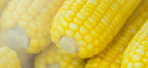  На украинскую кукурузу Евросоюз может ввести пошлину на украинскую кукурузу