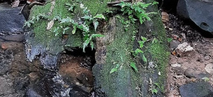 Давно втрачений ліс, який зник 22 мільйони років тому в Панамському каналі