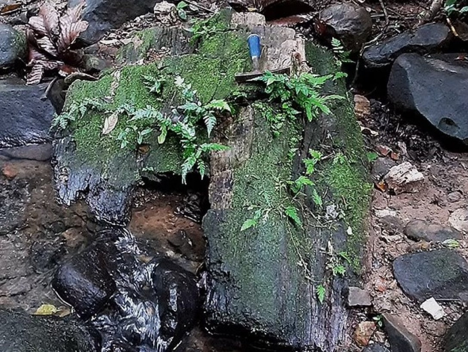 Давно потерянный лес, пропавший 22 миллиона лет назад в Панамском канале