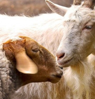 День Дерев’яної Кози: час внутрішньої тиші та м’якого зростання