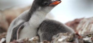 Возле станции «Академик Вернадский» насчитали уже 750 маленьких пингвинят
