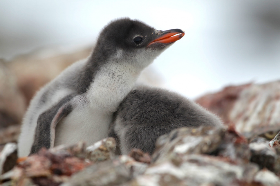 Біля станції «Академік Вернадський» нарахували уже 750 маленьких пінгвінят